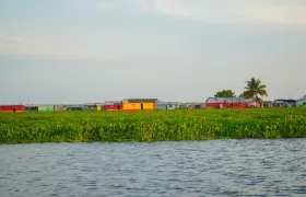 'Hydrilla', la planta invasora rodea a Nueva Venecia.