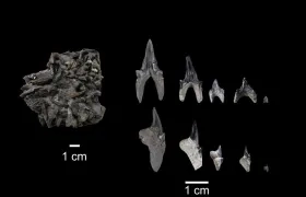 Protolamna ricaurtei