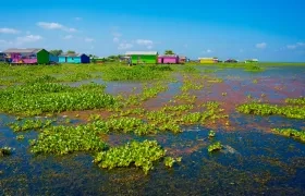 Tarulla y lama invaden la Ciénaga Grande