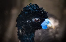 Paujil de pico azul (macho).