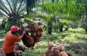 El sector palmicultor trabaja para ser autosuficiente en términos energéticos.