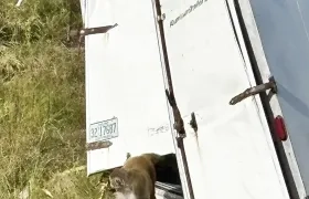 Accidente de camión donde escaparon los monos.
