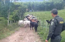 La Policía realiza operativos para evitar este tipo de delitos en contra de los pequeños ganaderos. 