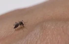 Mosquito del dengue