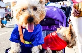 Gatos y perros recibirán una jornada de esterilización.