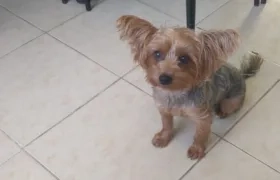  Ofrecen recompensa por 'Atenea'.