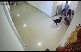 Ataque del perro Pitbull a un niño en Barranquilla