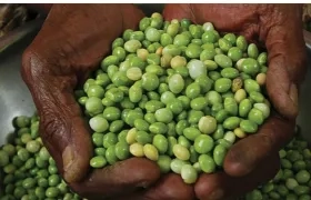 El guandú, rica en proteínas. 