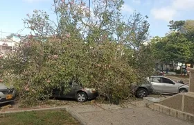 Árbol que cedió en la tarde de este martes en el norte de Barranquilla. 