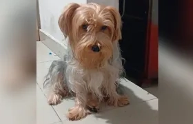 Cachorrita de raza 'yorkie'.