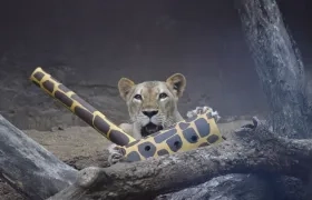 El predio está ubicado en la franja de amortiguación entre el proyecto Ciudad Mallorquín y la Ciénaga.