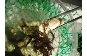 Algas en laboratorio