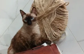 "Bebé white" se extravió el domingo de la carrera 43 con calle 98.