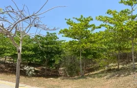 Árboles en Barranquilla.