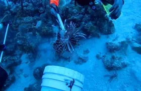Caza de pez león en San Andrés.