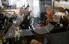 Más de 20 perros en una habitación de la casa