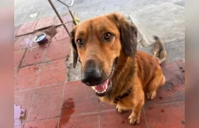 Cachorro Golden Retriever.