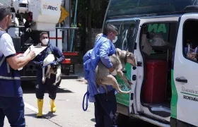 Dos de los perros rescatados.