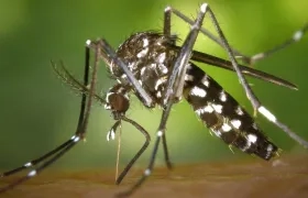 Mosquito transmisor del dengue.