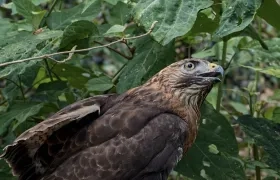 Un ave en su entorno natural. 