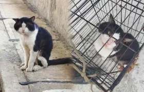 Diomedes, el gato feral que finalmente logró ser esterilizado por el Centro de Bienestar Animal de la Alcaldía de Barranquilla