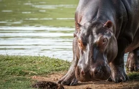 Hipopótamo en el Magdalena Medio. 