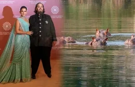 El heredero multimillonario indio Anant Ambani y los hipopótamos.