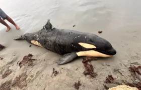 La orca hallada muerta en la playa de Moñitos. 