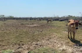 La sequía producida por el fenómeno de 'El Niño' tiende a ser fatal para la ganadería y la agricultura. 