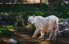 Un tigre en su espacio en Vantara.