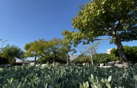 Árboles en Barranquilla.