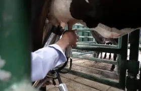 Producción de leche. 