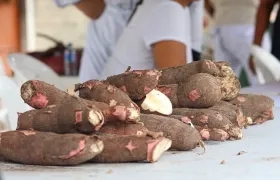 La yuca será protagonista. 