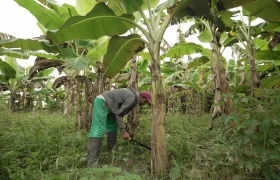 La agricultura es parte esencial de todas las candidaturas. 
