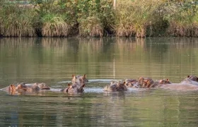 Los hipopótamos se encuentran en el Magdalena Medio. 