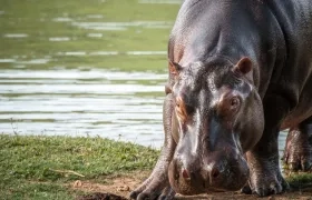 Hipopótamos en el Magdalena Medio, en Colombia. 