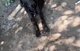 La mascota extraviada. 