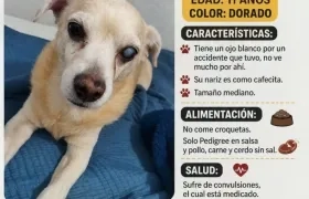 El perrito 'Thiago'.