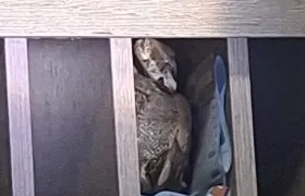 La boa hallada en el casillero.