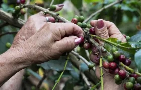 El anuncio fue dado por la Federación Nacional de Cafeteros.