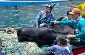 Delfín rescatado. 