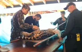 Autoridades ambientales en momentos que atendían al jaguar. 
