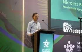 Nicolás Pérez Marulanda, presidente Ejecutivo de Fedepalma.