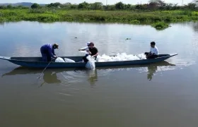 Jornada de siembra de alevinos en el embalse de El Guájaro. 
