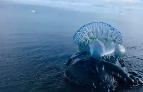 Avistamiento de Fragatas Portuguesas en playas del Caribe Colombiano.