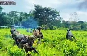 Plantas de coca destruidas por el Ejército ecuatoriano. 