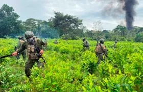 Ejército ecuatoriano destruyendo las plantas de coca. 