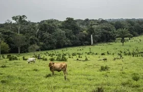 Parque Natural La Macarena