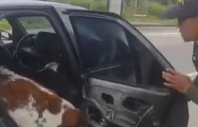 Policía encontrando las vacas en el interior del carro.