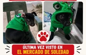 'Corozito' es raza pinscher.